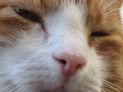 Hur man behandlar en nysning katt med ett hem botemedel